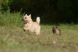 CAIRN TERRIER 521